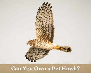 Pet Hawk | Can You Have Hawks as Pets? Illegal vs Legal!