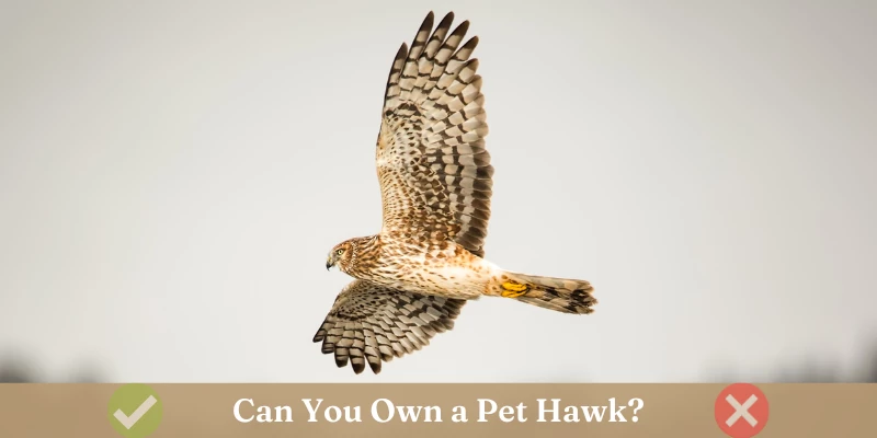 Can You Own a Pet Hawk?