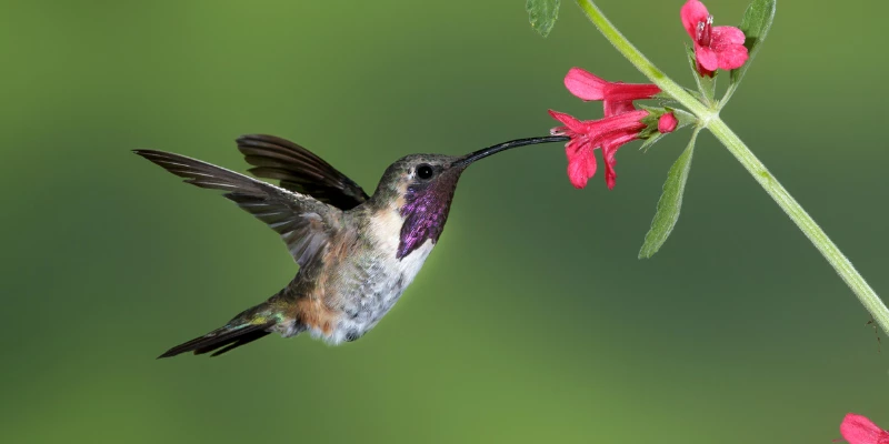 Lucifer Hummingbird