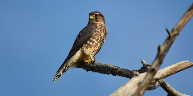 Merlin Falcon