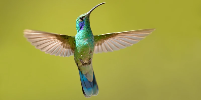 Mexican Violetear Hummingbird