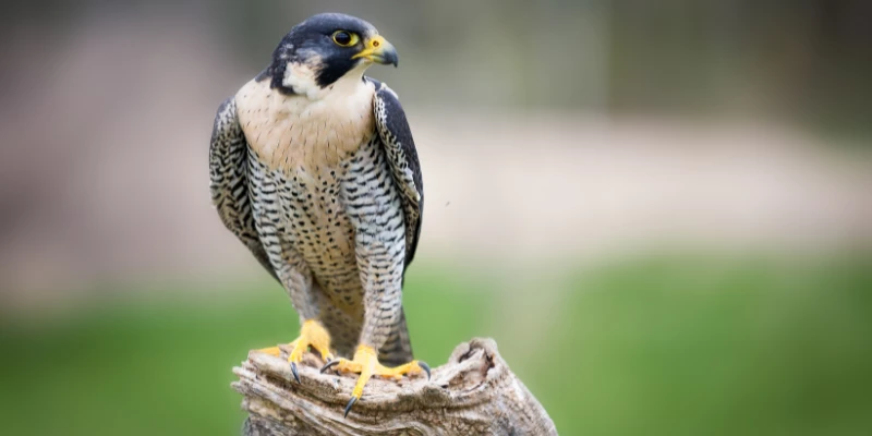 Peregrine Falcon