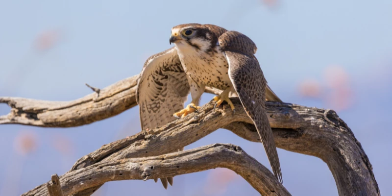 Prairie Falcon