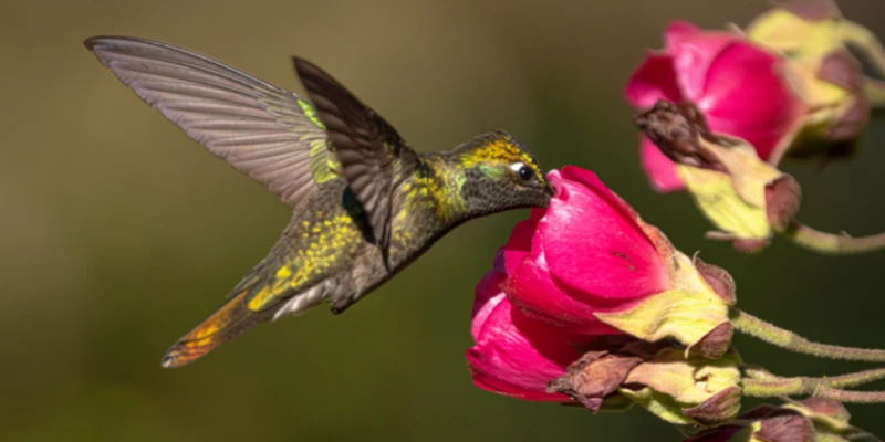 Rivoli's Hummingbird