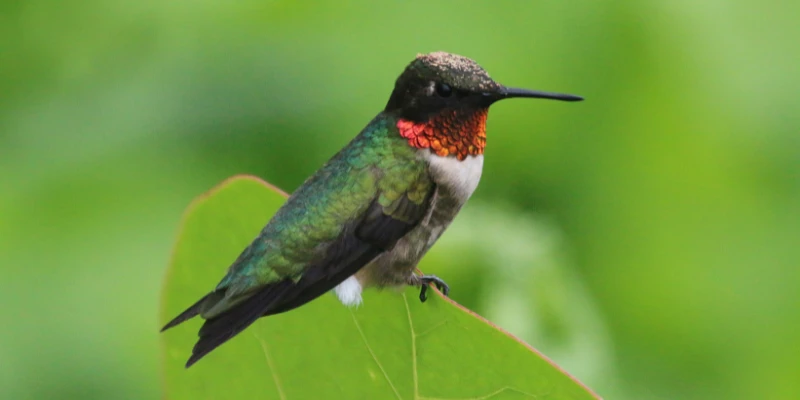 Ruby-Throated Hummingbird