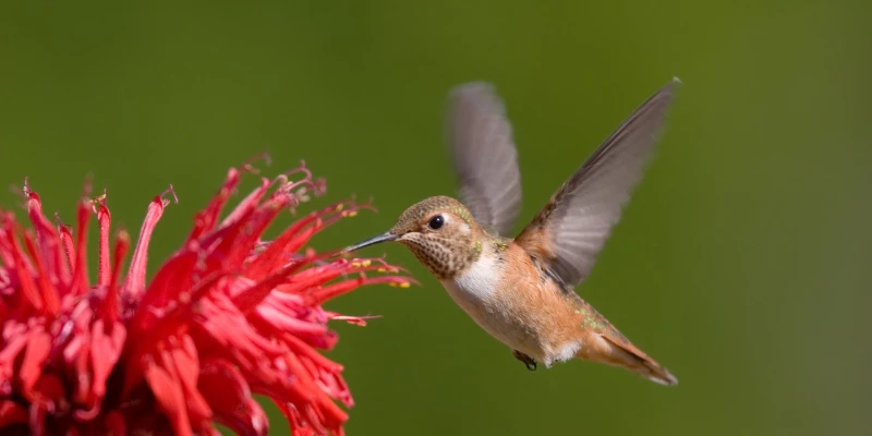 Rufous Hummingbird