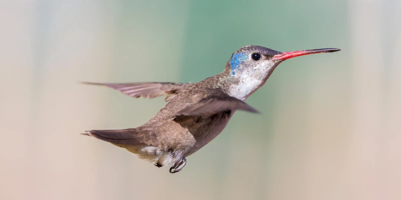 Violet-Crowned Hummingbird