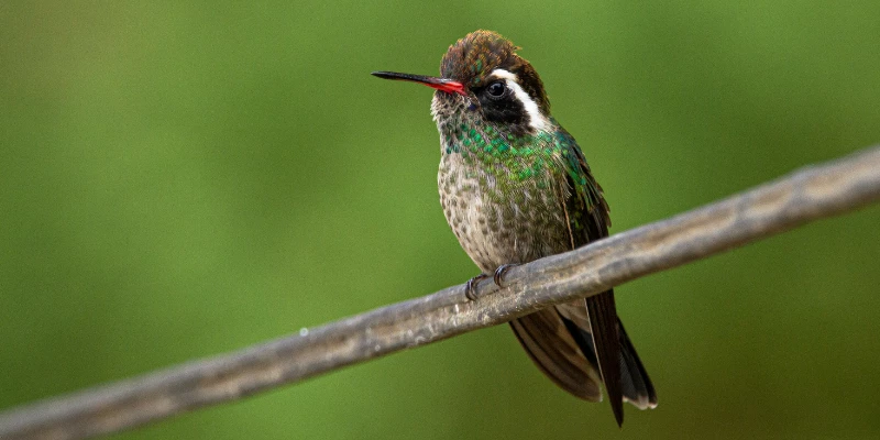 White-Eared Hummingbird