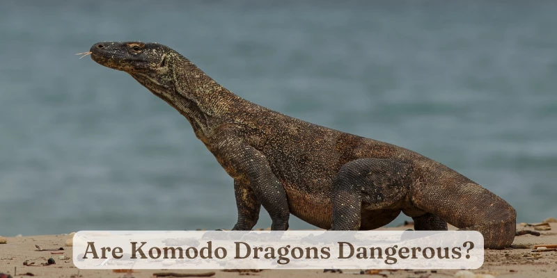 Are Komodo Dragons Dangerous?