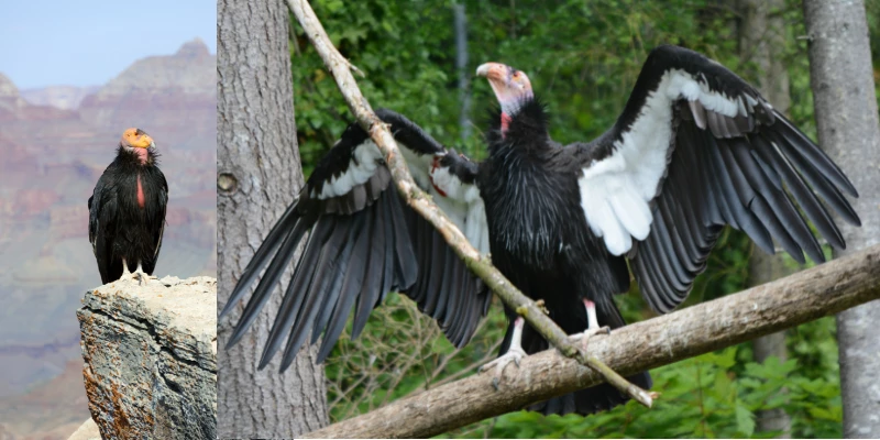 California Condors