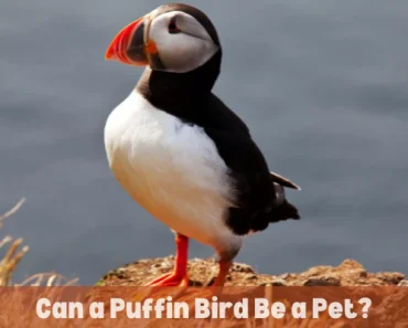 Keeping a Pet Puffin Bird – Is It Legal or Illegal?