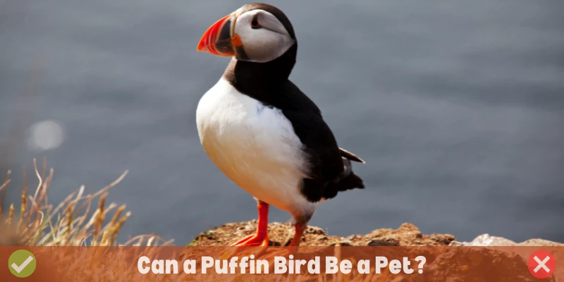 Can a Puffin Bird Be a Pet?