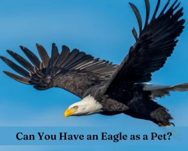 Pet Eagles | Can You Own Eagles as Pets in USA, Canada, UK?