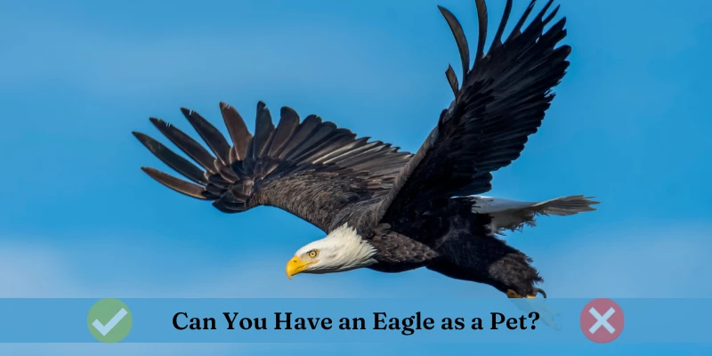 Can You Have a Pet Eagle?