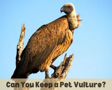 Can You Legally Own a Pet Vulture in the US, UK, or Canada?