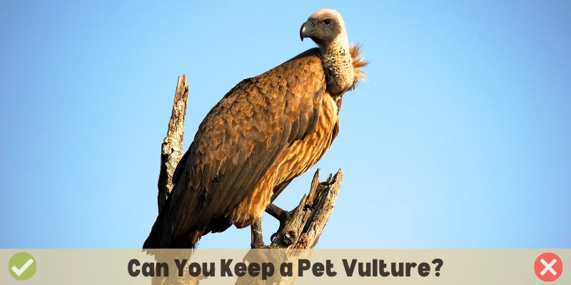 Can You Have a Pet Vulture?