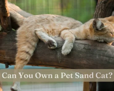 Having a Pet Sand Cat | Is That Absurd or Legal?!