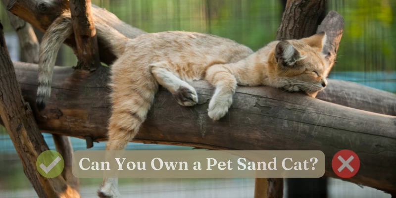 Can You Keep a Sand Cat as a Pet?