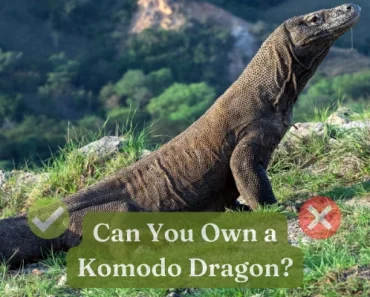 Pet Komodo Dragon | Can You Own One in the US, UK, Canada?