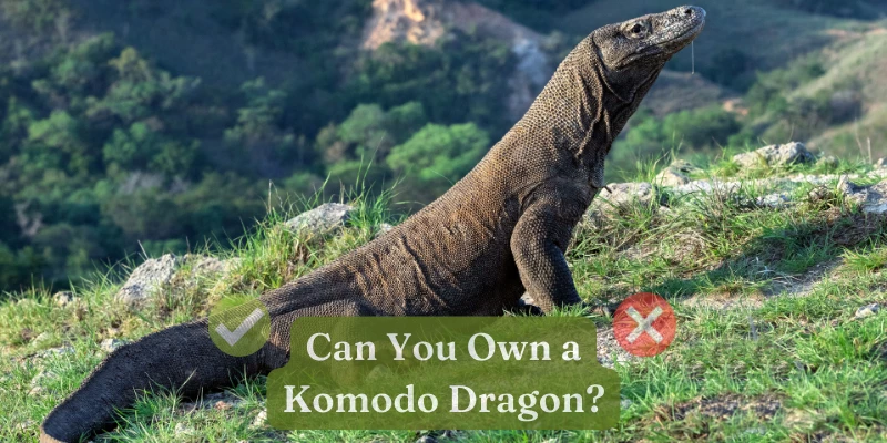 pet komodo dragon