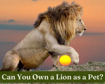 Are Pet Lions Realistic?! Details You Should Really Know!
