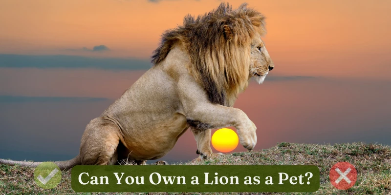 Can You Own a Pet Lion?