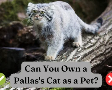 Can You Own a Pet Pallas Cat? Best Answer | Clear Details!