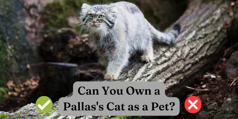 Can You Own a Pallas's Cat as a Pet?