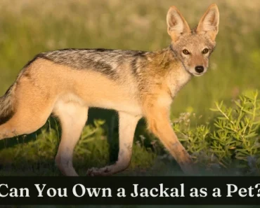 Pet Jackals Are Legal & Illegal | Learn Why Now!