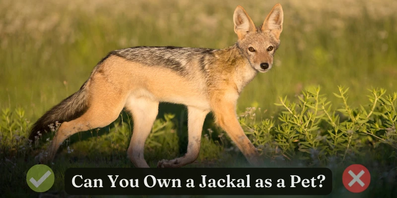 Can You Own a Pet Jackal?
