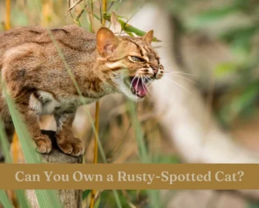 Pet Rusty-Spotted Cats | Should You Really Own One?!