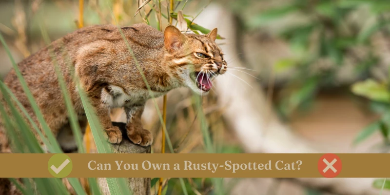 Can You Own a Pet Rusty-Spotted Cat?