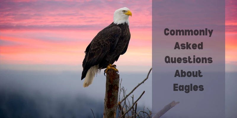 Pet Eagles | Can You Own Eagles as Pets in USA, Canada, UK?