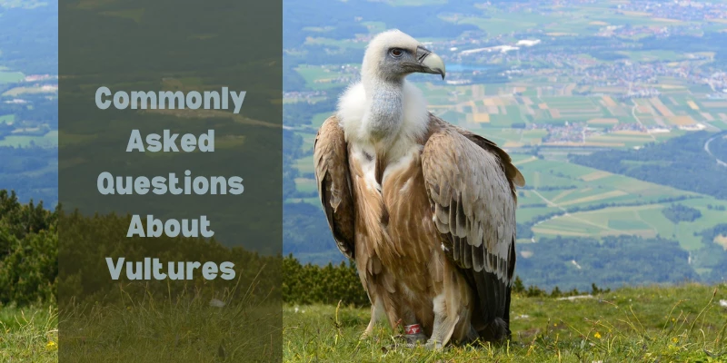 Common Questions About Vultures