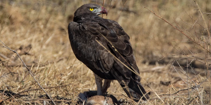 Crowned Eagle