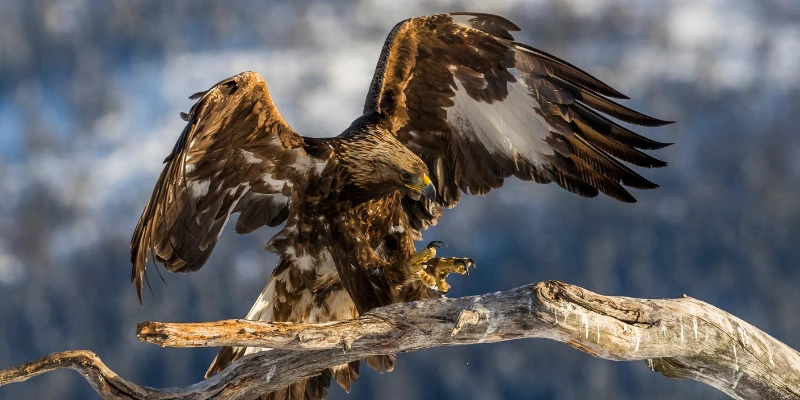 Golden Eagle