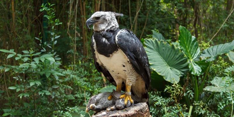 Harpy Eagle