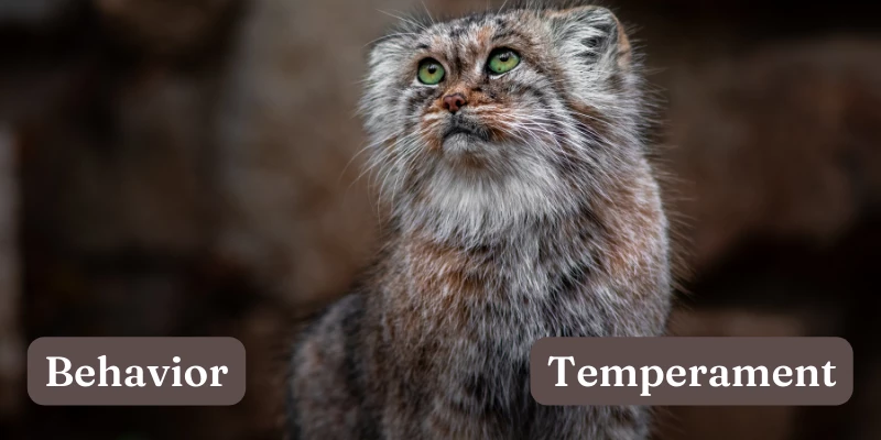 Pet Pallas Cat Behavior & Temperament