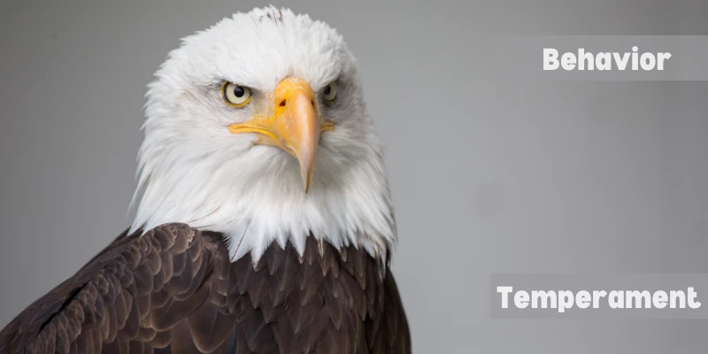 Eagle Behavior & Temperament