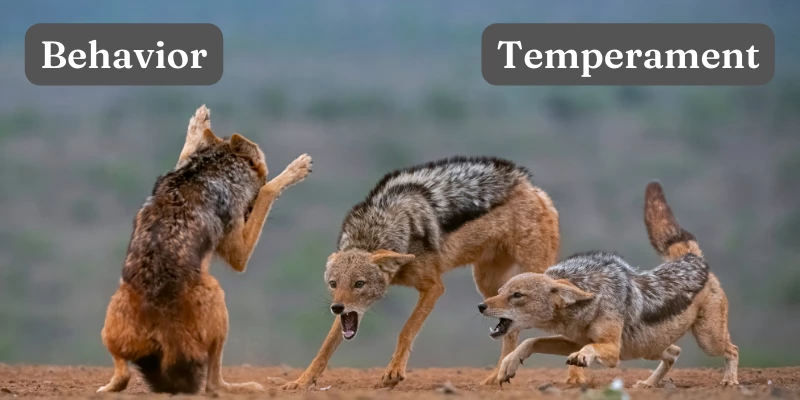 Pet Jackal Behavior & Temperament