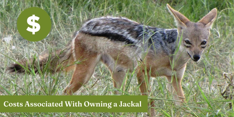 Pet Jackals for Sales - Costs to Own