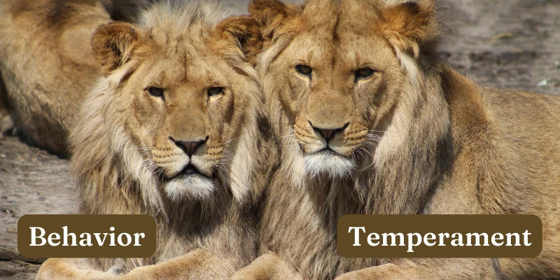 Pet Lion Behavior & Temperament