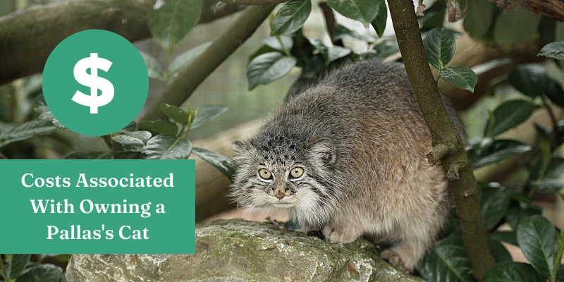 Pallas Cats for Sale - Cost