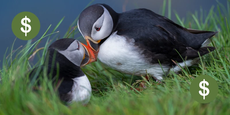 Pet Puffin Bird Cost