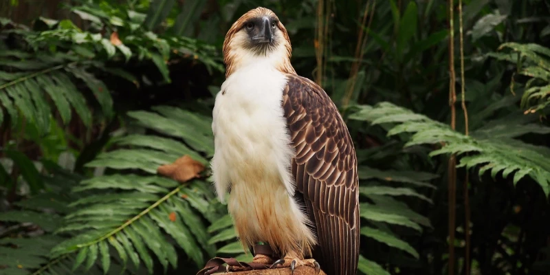 Philippine Eagle