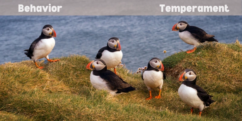 Puffin Bird Behavior & Temperament