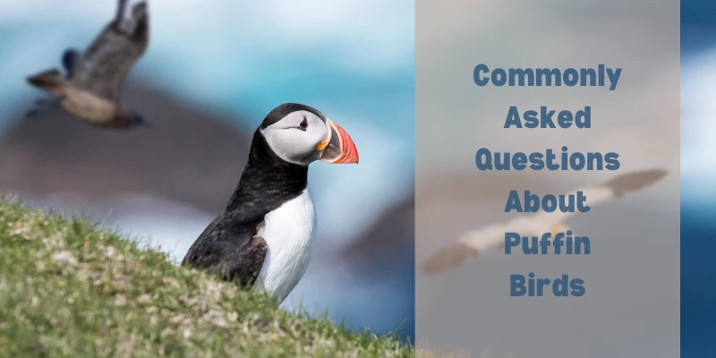 Puffin Bird Common Questions