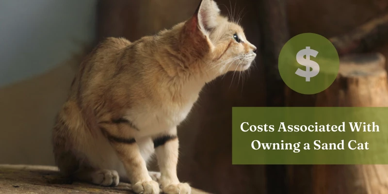 Sand Cats for Sale - Cost to Own a Sand Cat
