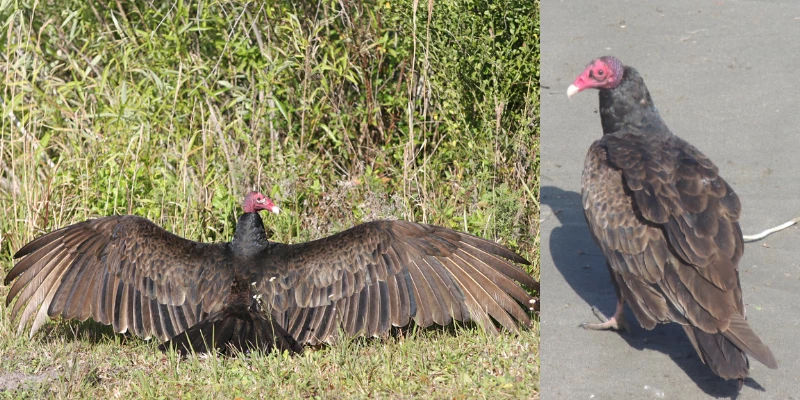 Turkey Vultures