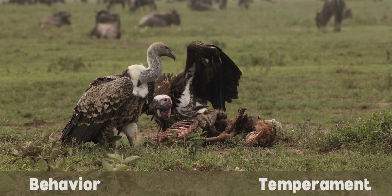 Vulture Behavior & Temperament